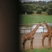Safari Hotel & Villas